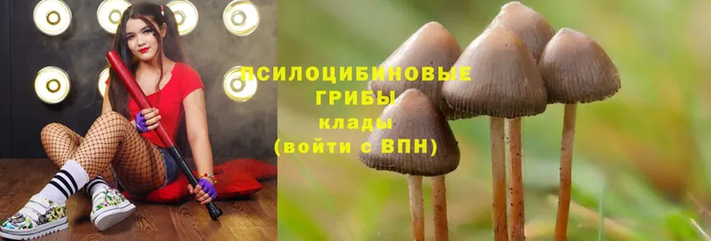 Псилоцибиновые грибы Psilocybe  Кунгур 